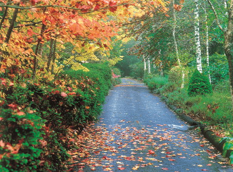 Mount Wilson And Mount Irvine - Holiday Find 0