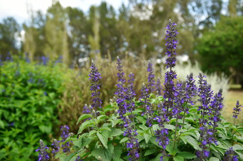 Picton Botanic Gardens - Holiday Find 1