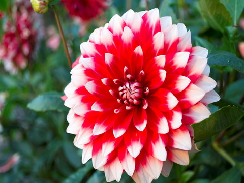 Portland Botanical Gardens - Holiday Find 1