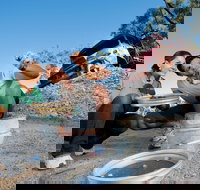 Sapphire - Holiday Find