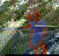 Valley of the Giants Tree Top Walk - Holiday Find