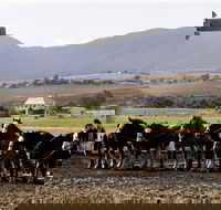 Yangan - Holiday Find