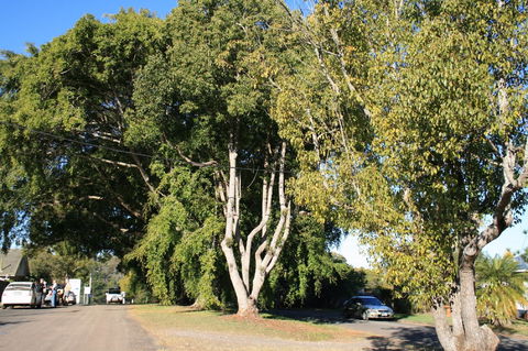 Anzac Avenue Memorial Trees, Beerburrum - Holiday Find 0