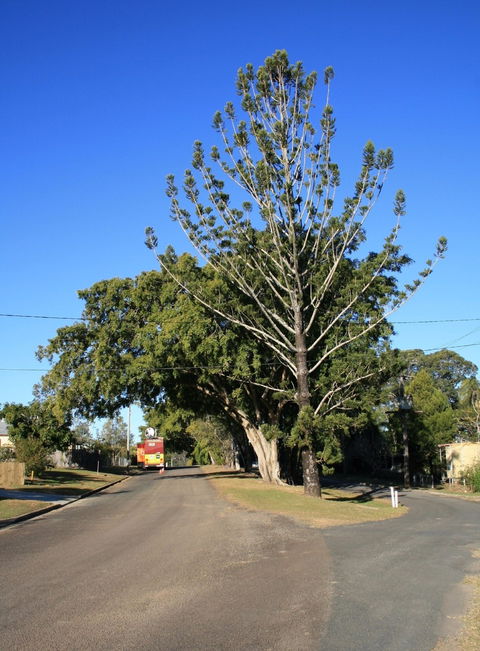 Anzac Avenue Memorial Trees, Beerburrum - Holiday Find 1