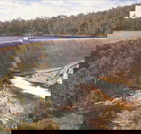 Collie - Holiday Find