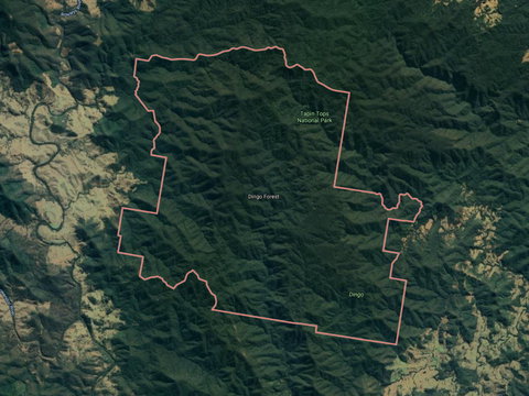 Dingo Forest - Holiday Find 0