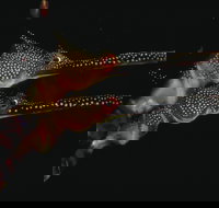 Eagle Rock Marine Sanctuary - Holiday Find