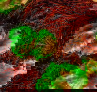 Ghost Mushroom Lane - Holiday Find