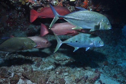 Hiros Cave And The Tubes - Holiday Find 0