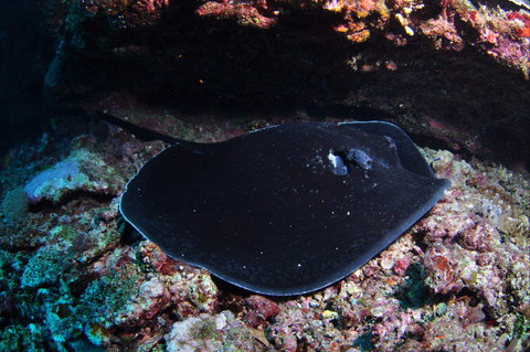 Hiros Cave And The Tubes - Holiday Find 1