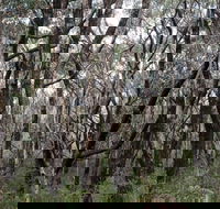 Lookout Hill  Circuit Walk