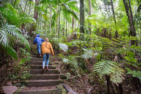 Maiala - Holiday Find 1