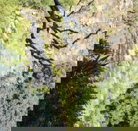 Morans Falls track Lamington National Park - Holiday Find