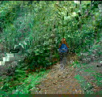 Mount Cougal Springbrook National Park - Holiday Find