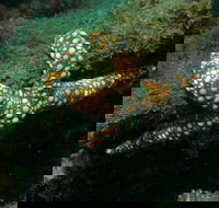 Mudjimba Old Woman Island Dive Site - Holiday Find