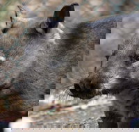 Peel Zoo - Holiday Find