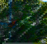 Tamborine Rainforest Skywalk - Holiday Find