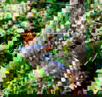 TreeTop Challenge Currumbin Wildlife Sanctuary - Holiday Find