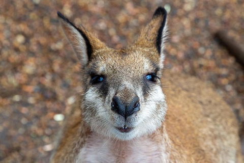 Private Blue Mountains Escape The Crowds Tour - Holiday Find 2