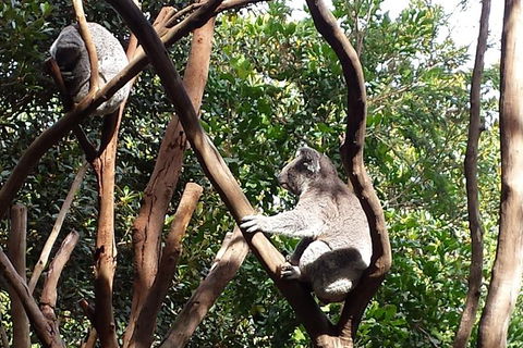 Small-Group Blue Mountains Tour With Bush Walks And Featherdale Wildlife Park - Holiday Find 1