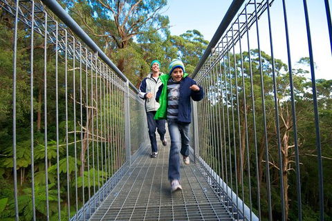 Illawarra Fly Treetop Adventures Treetop Walk Admission Ticket - Holiday Find 7