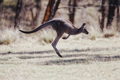 Whirlwind Blue Mountains - Holiday Find 4