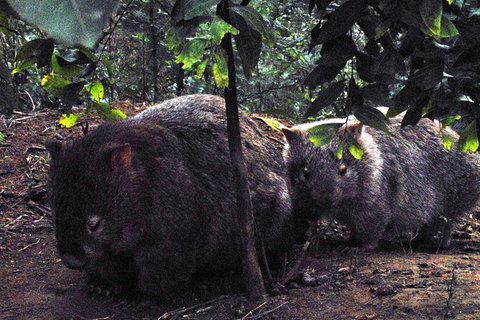 Walking With Wild Wombats Private Day Trip From Sydney - Holiday Find 2