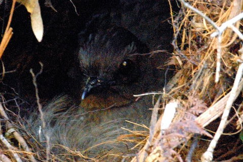Walking With Wild Wombats Private Day Trip From Sydney - Holiday Find 4