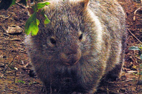 Walking With Wild Wombats Private Day Trip From Sydney - Holiday Find 0