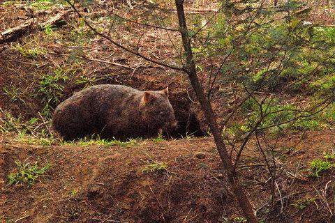 Walking With Wild Wombats Private Day Trip From Sydney - Holiday Find 1