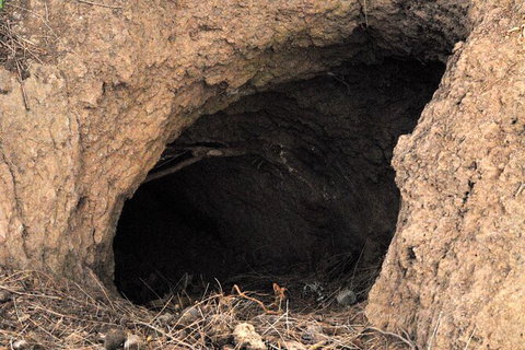 Walking With Wild Wombats Private Day Trip From Sydney - Holiday Find 3