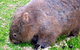 Walking With Wild Wombats Private Day Trip From Sydney - thumb 5