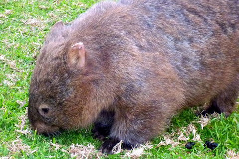 Walking With Wild Wombats Private Day Trip From Sydney - Holiday Find 5
