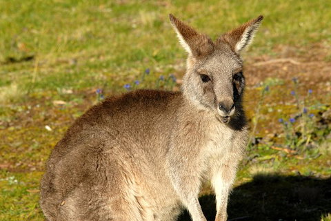 Jenolan Caves - Wildlife And Caves - Holiday Find 2