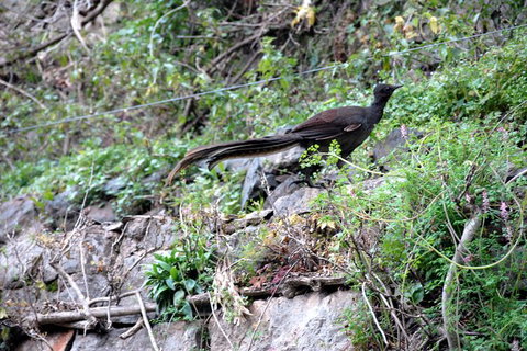 Jenolan Caves - Wildlife And Caves - Holiday Find 5
