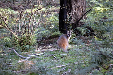 Jenolan Caves - Wildlife And Caves - Holiday Find 4