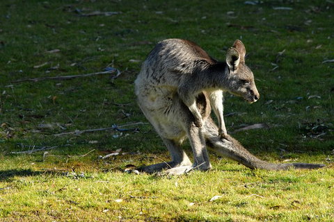 Jenolan Caves - Wildlife And Caves - Holiday Find 7