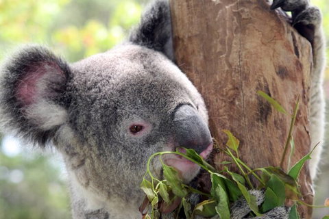 Private 10-hour Tour To Blue Mountains From Sydney - Hotel Pick Up & Drop Off - Holiday Find 2