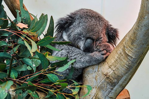 Blue Mountains Highlights, Wildlife Park And Scenic World Full Day Private Tour - Holiday Find 1