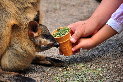 Blue Mountains Highlights, Wildlife Park And Scenic World Full Day Private Tour - Holiday Find 3