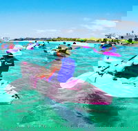 Half Day Dolphin Kayaking and Snorkeling Tour - Holiday Find