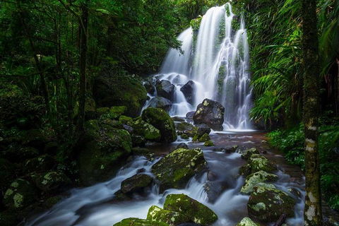 Springbrook And Mt Tamborine Adventure Tour - Bring The Kids!! - Holiday Find 11