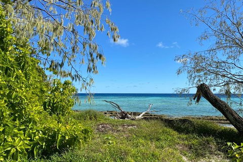 Lady Musgrave Day Trip From Bundaberg Including Snorkeling, Glass Bottom Tour And Guided Island Walk - Holiday Find 6