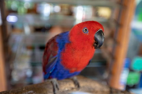 Daintree Rainforest, Cape Tribulation And Bloomfield Track Small Group Tour - Holiday Find 14