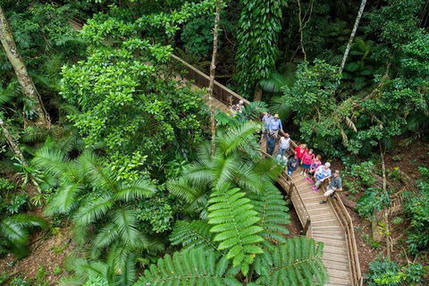 Daintree Rainforest, Cape Tribulation And Bloomfield Track Small Group Tour - Holiday Find 0