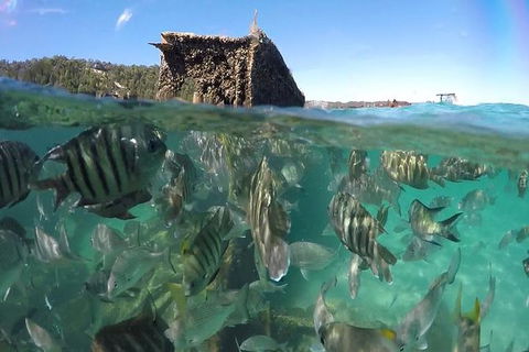 Eco Marine Safari - Boom Netting & Snorkeling Moreton Island - Roma St Transfers - Holiday Find 10