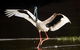 Daintree River - Private Photography Cruise - thumb 0