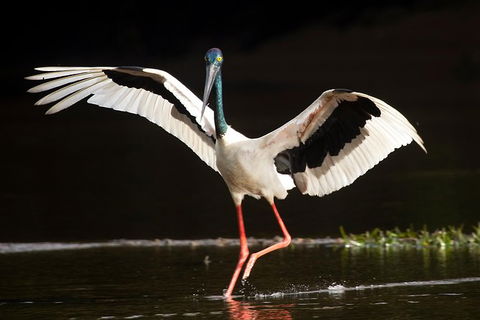 Daintree River - Private Photography Cruise - Holiday Find 0