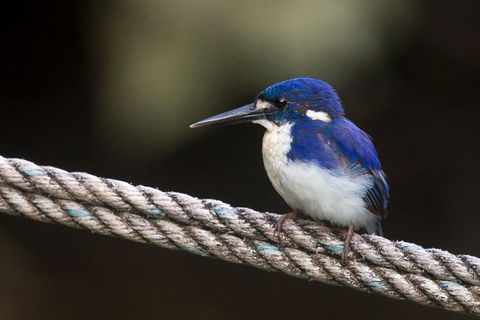 Daintree River - Private Photography Cruise - Holiday Find 1