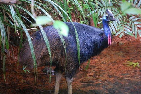 Daintree Discovery Centre Family Pass Ticket - Holiday Find 7